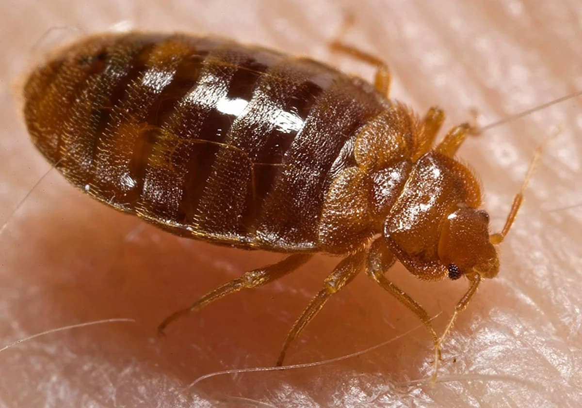 Punaise de lit (Cimex lectularius) sur la peau
